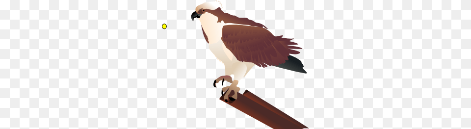 Osprey Standing On Branch Clip Art, Animal, Beak, Bird, Kite Bird Free Png