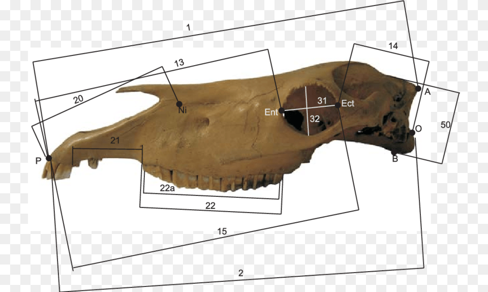 Osteometric Mandible Measurements Of Early Medieval Diagram, Chart, Plot, Bow, Weapon Free Png Download