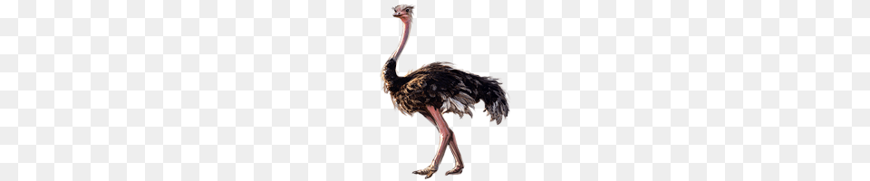 Ostrich, Animal, Bird Png