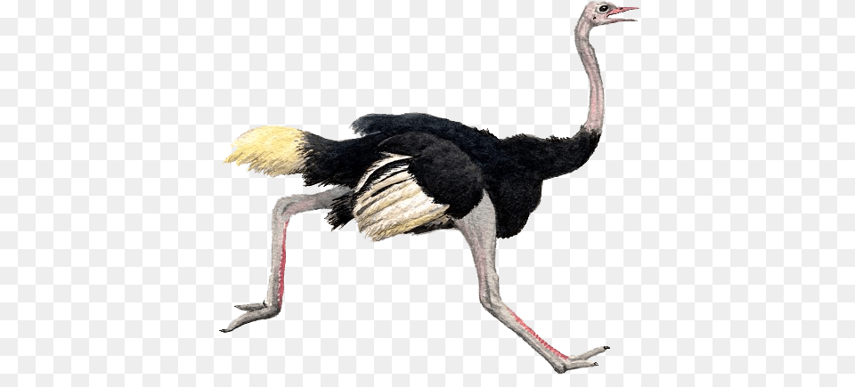 Ostrich, Animal, Bird, Kangaroo, Mammal Png Image