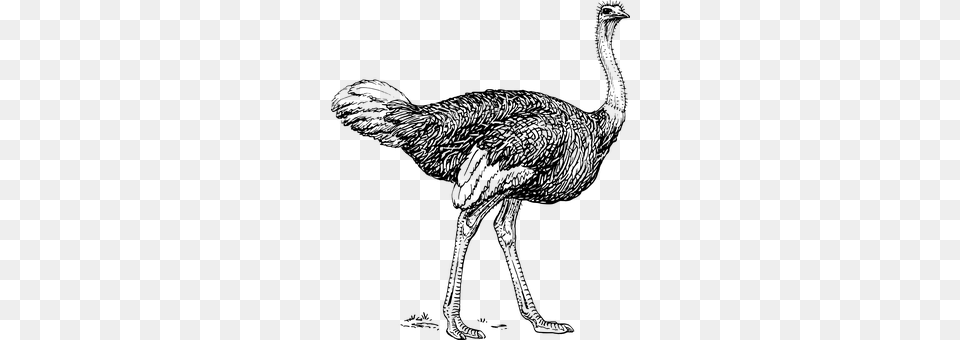 Ostrich Gray Png Image