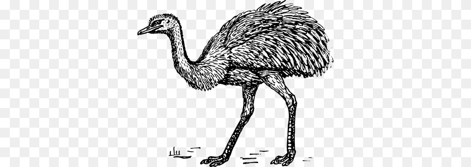 Ostrich Gray Free Png