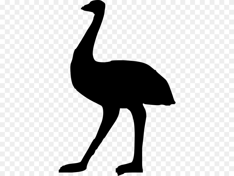 Ostrich, Gray Free Png