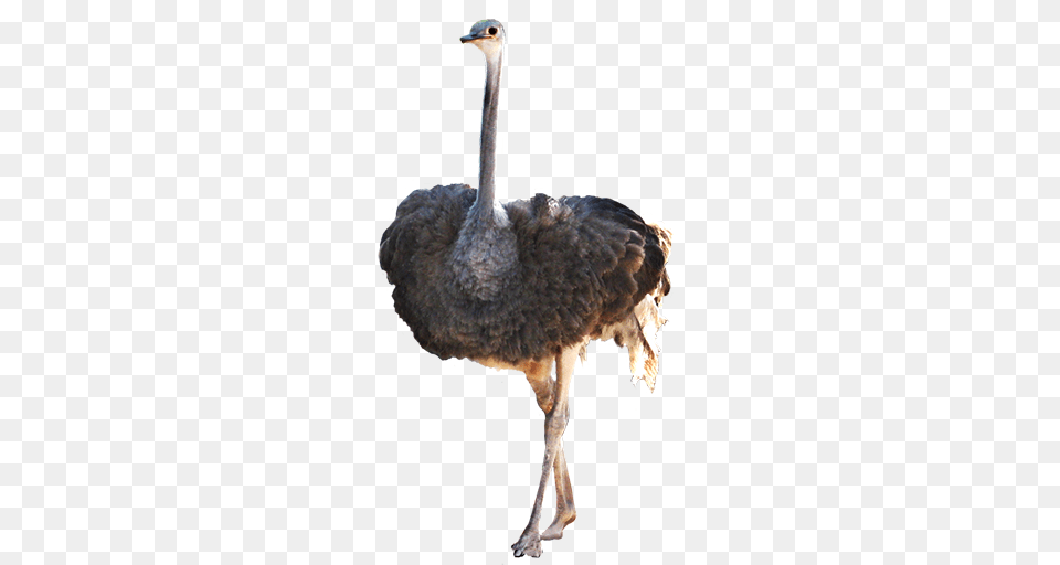 Ostrich, Animal, Bird Free Png Download