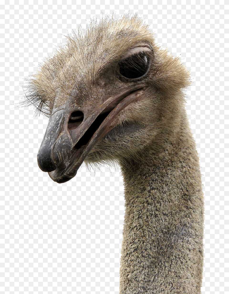 Ostrich, Animal, Beak, Bird Free Png