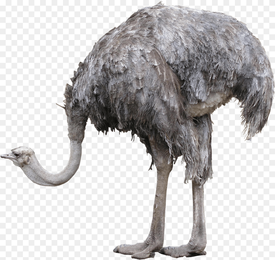 Ostrich, Animal, Bird Free Png