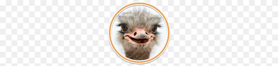Ostrich, Animal, Beak, Bird, Mammal Free Transparent Png