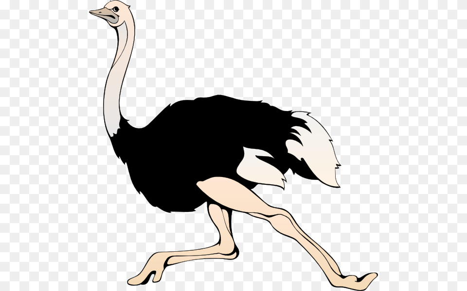 Ostrich, Animal, Bird, Kangaroo, Mammal Free Transparent Png