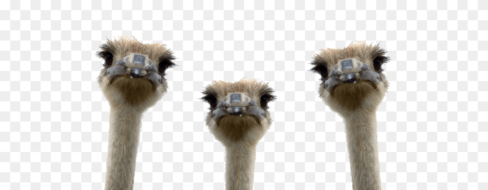 Ostrich, Animal, Beak, Bird, Bear Png Image