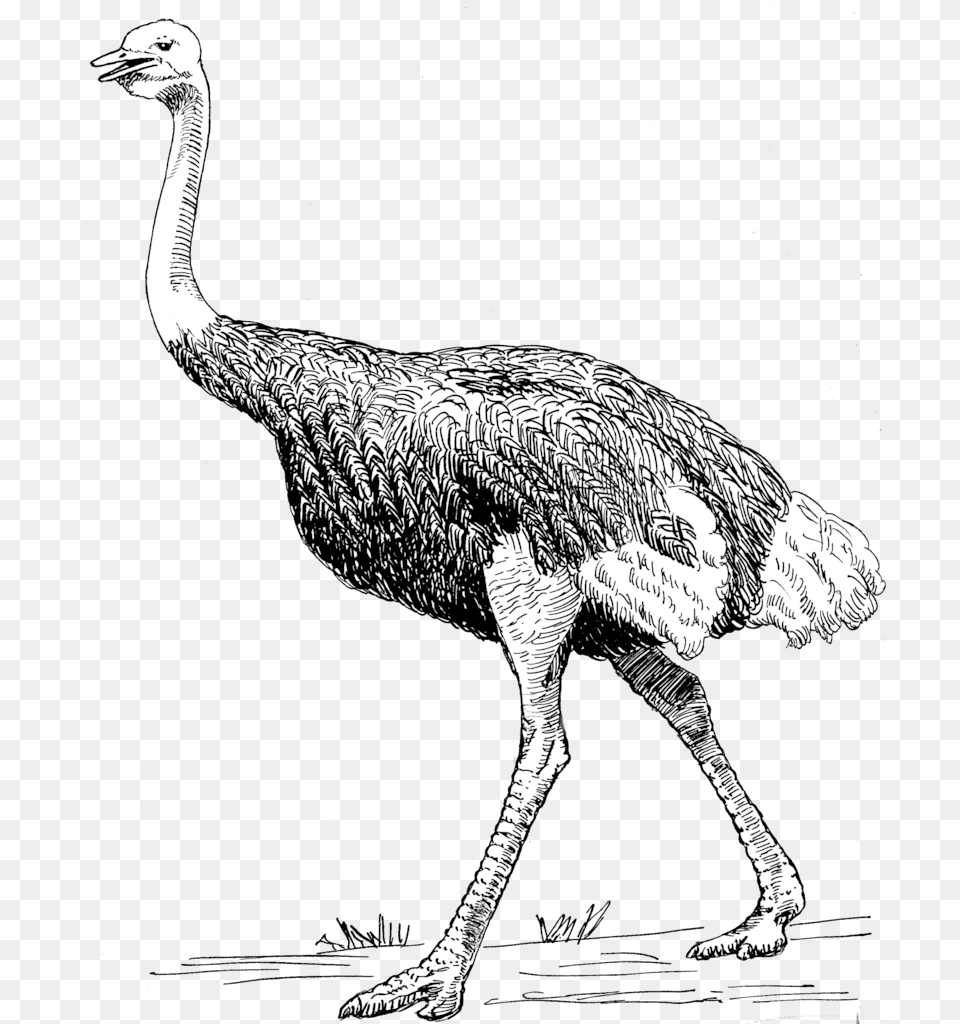 Ostrich 2 Ostrich, Animal, Beak, Bird Free Png Download