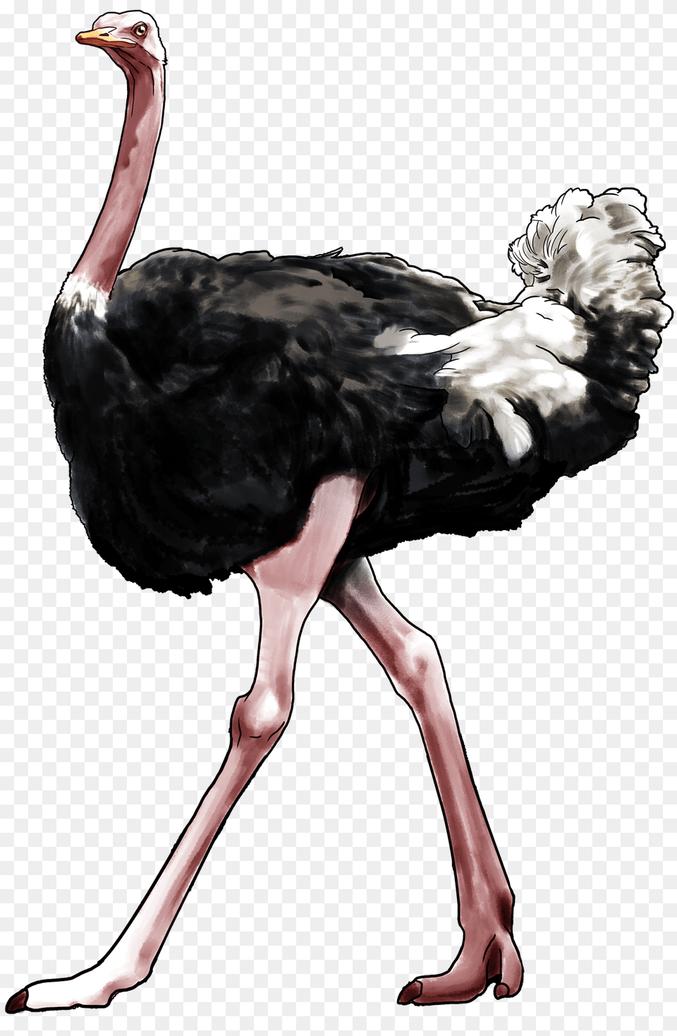 Ostrich, Animal, Bird, Person Png