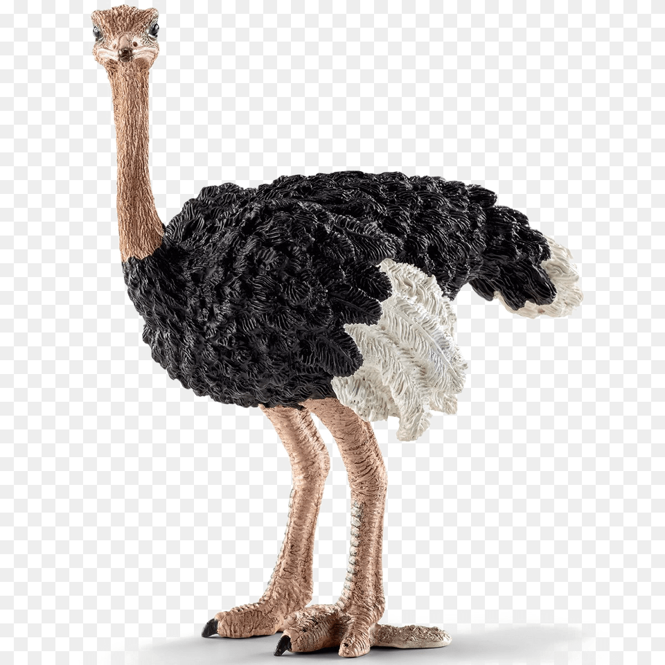 Ostrich, Animal, Bird, Canine, Dog Free Png