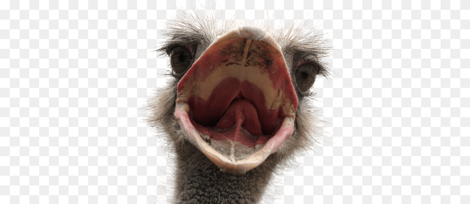 Ostrich, Animal, Beak, Bird, Mammal Free Transparent Png