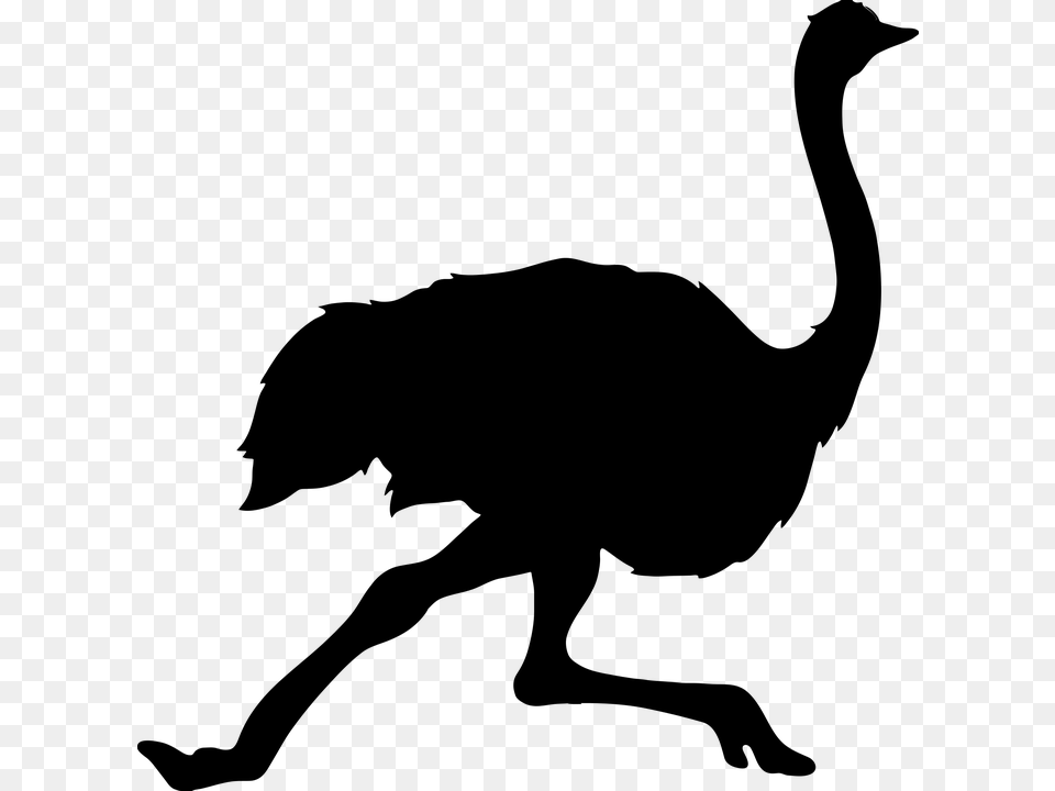 Ostrich, Gray Png