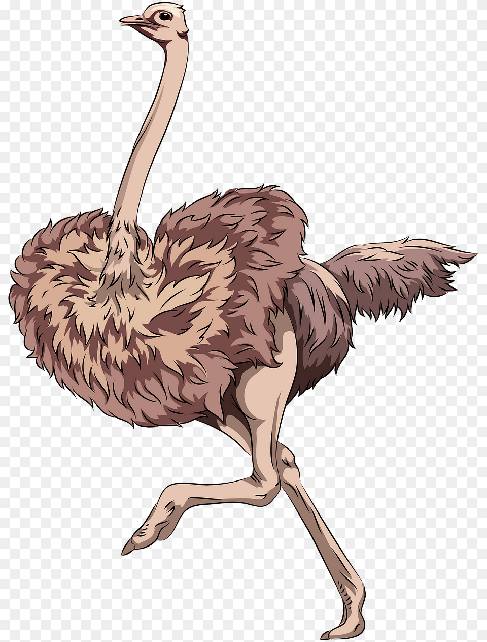 Ostrich, Animal, Bird, Adult, Female Png