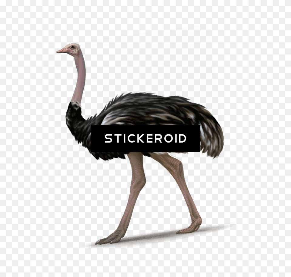 Ostrich, Adult, Female, Person, Woman Png Image