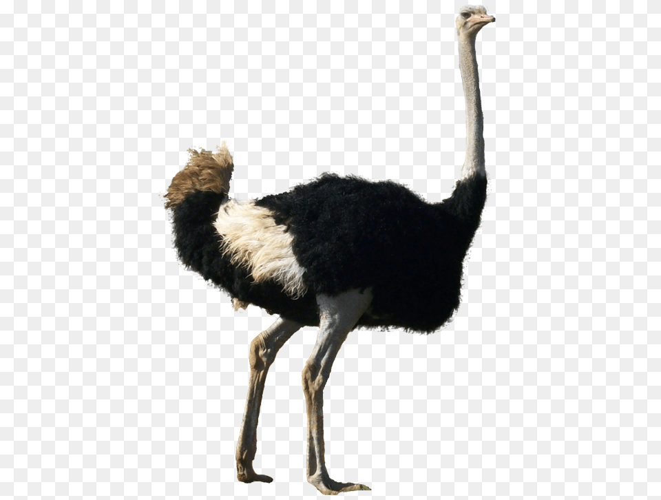 Ostrich, Animal, Bird, Canine, Dog Png Image