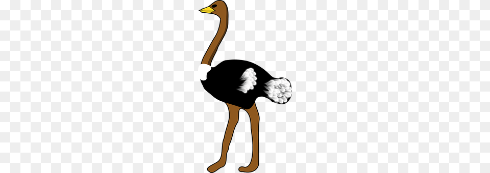 Ostrich Animal, Bird, Person, Beak Free Transparent Png