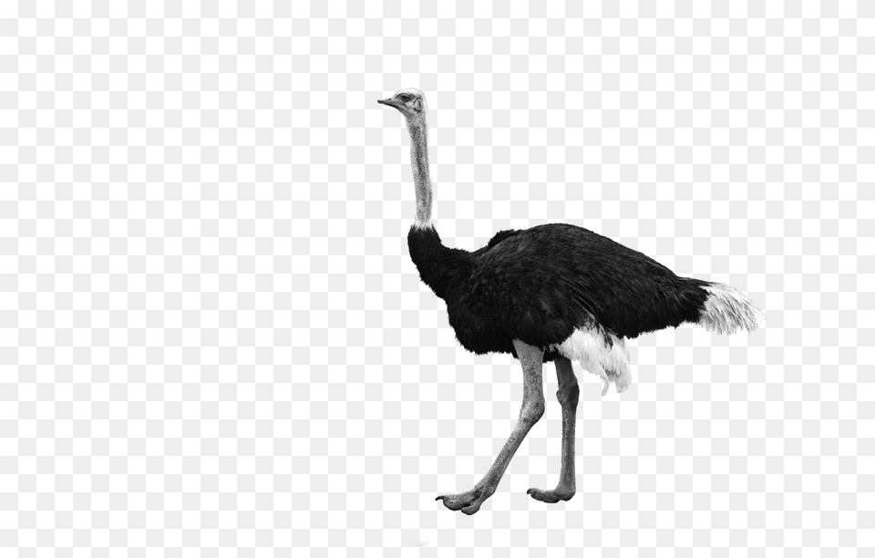 Ostrich, Animal, Bird, Beak Free Png Download