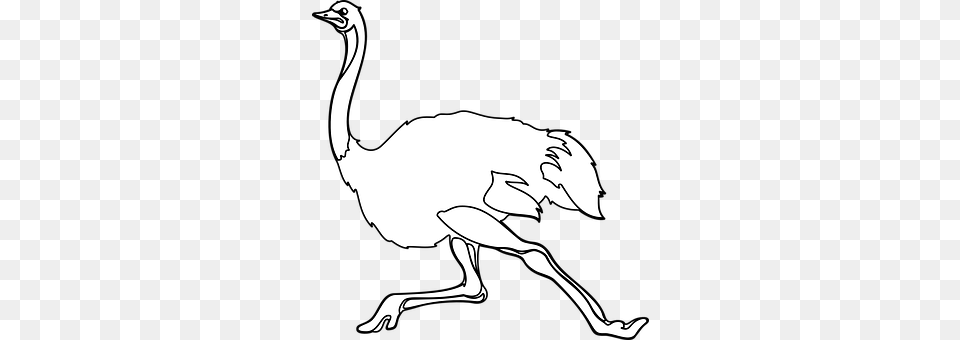 Ostrich Animal, Bird, Person Free Png