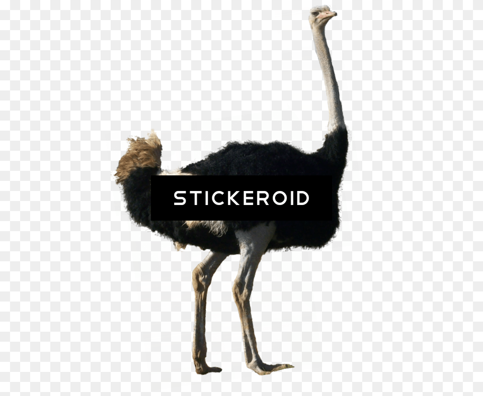 Ostrich, Animal, Bird, Cat, Mammal Free Png