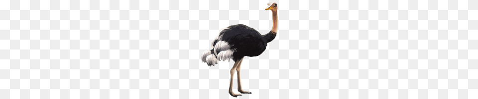 Ostrich, Animal, Bird, Antelope, Mammal Free Png Download