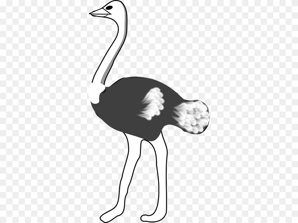 Ostrich, Animal, Bird, Baby, Person Free Png Download