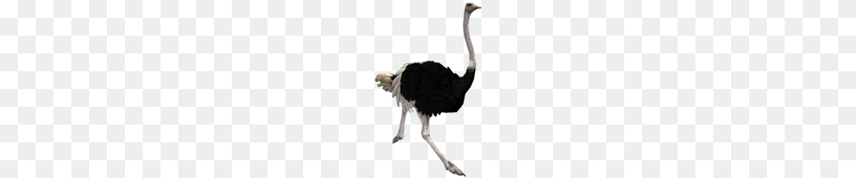 Ostrich, Animal, Bird Free Png