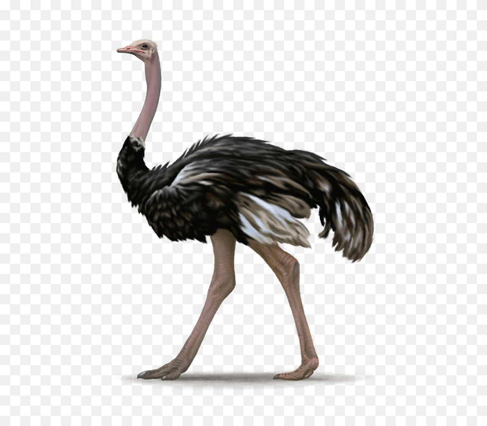 Ostrich, Animal, Bird, Adult, Female Png Image