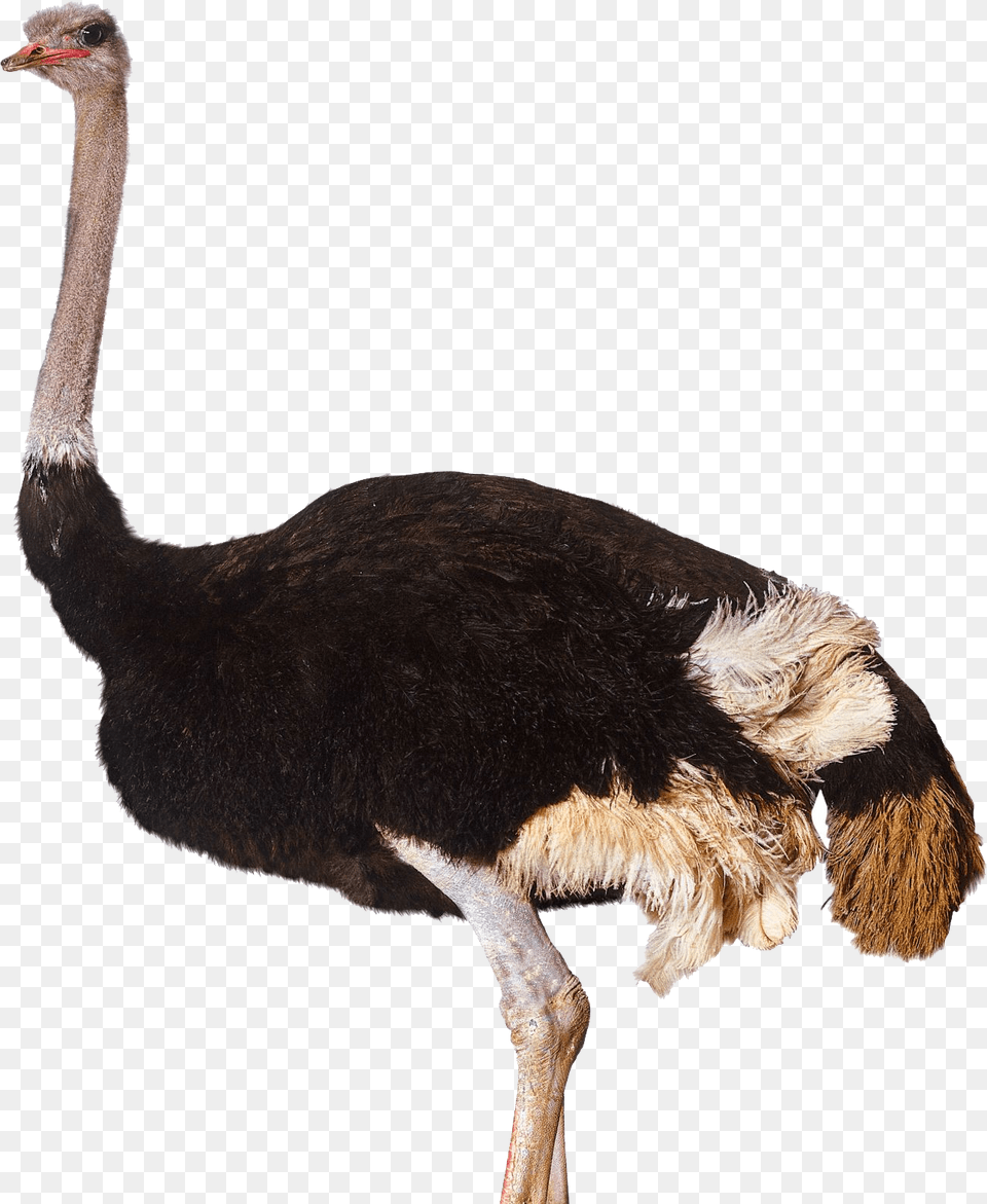 Ostrich, Animal, Bird, Kangaroo, Mammal Free Transparent Png