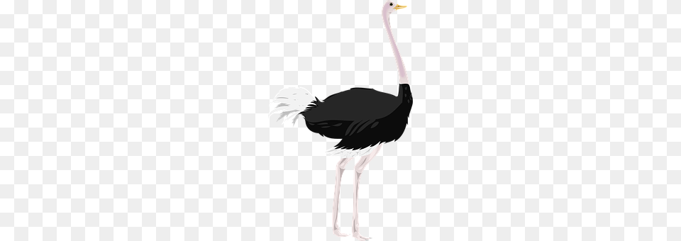 Ostrich Animal, Bird, Person Free Png