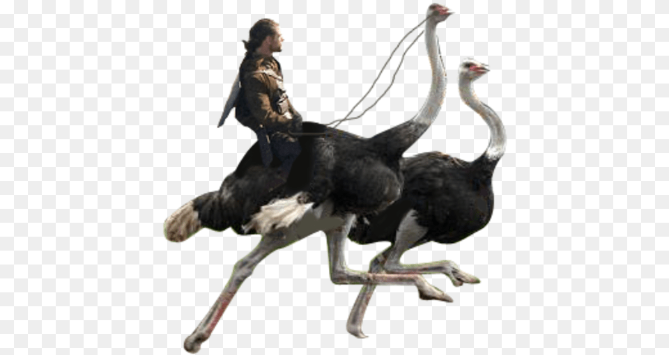 Ostrich, Animal, Bird, Antelope, Mammal Png Image