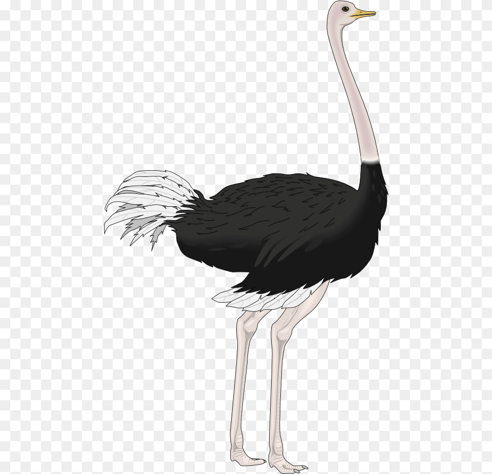 Ostrich, Animal, Bird Png Image