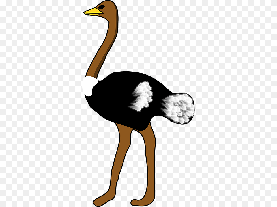 Ostrich, Animal, Bird, Person, Beak Free Png