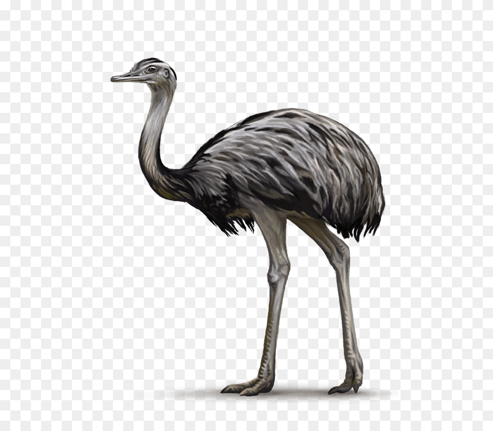 Ostrich, Animal, Bird, Emu Free Transparent Png