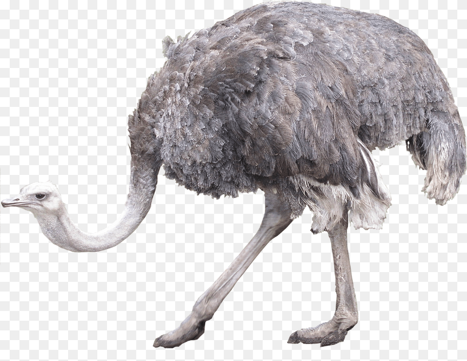 Ostrich, Animal, Bird, Beak Free Transparent Png