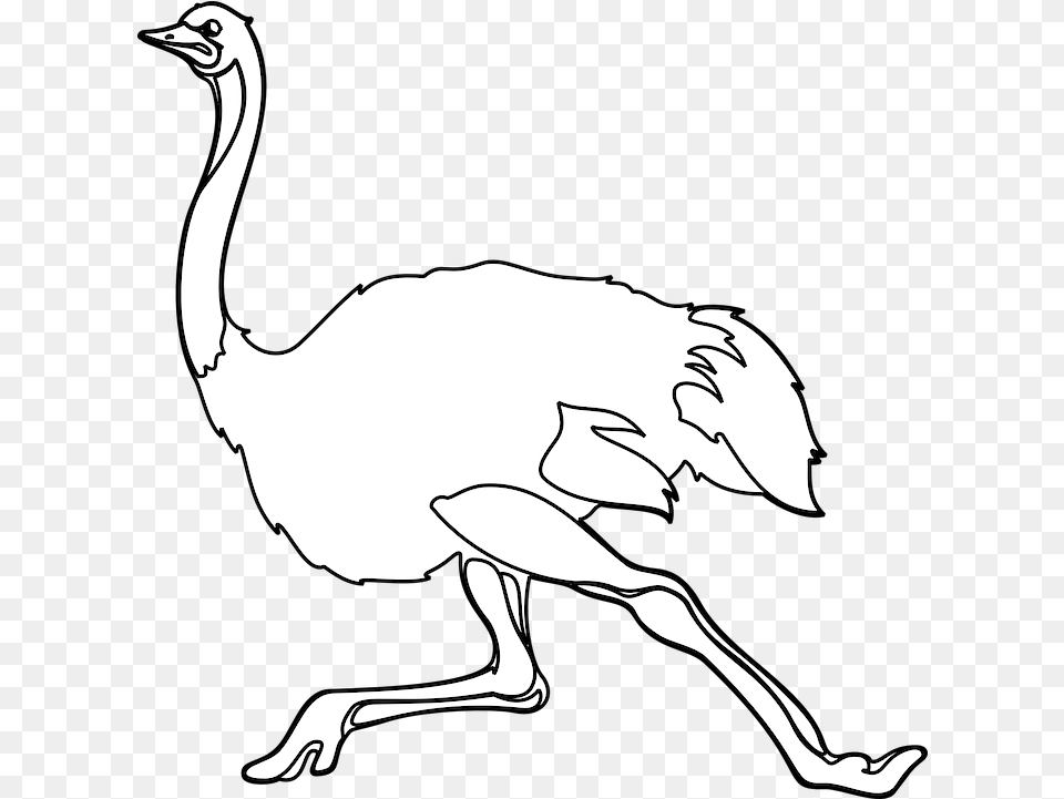 Ostrich Bird Animal Vector Graphic On Pixabay Common Ostrich, Person, Penguin Free Png Download