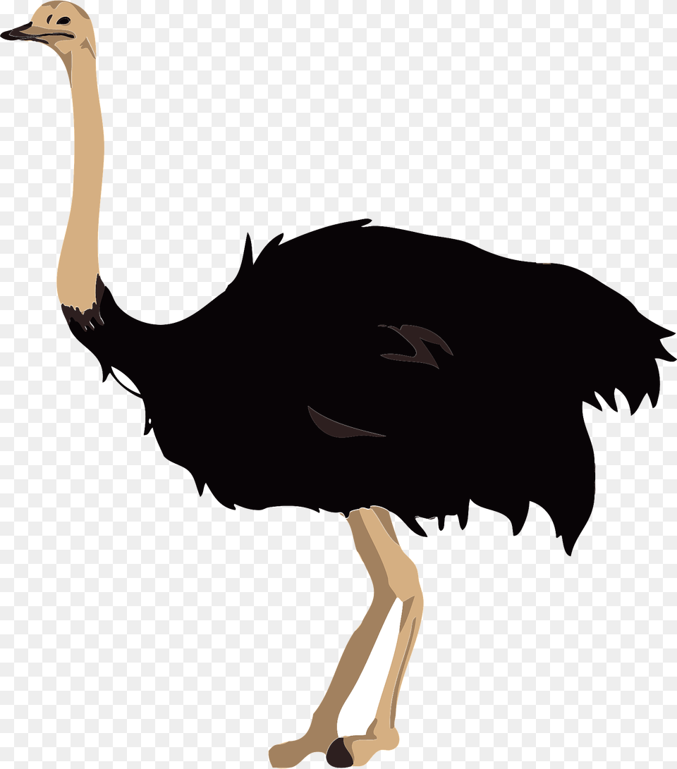 Ostrich Bird Clipart, Animal, Kangaroo, Mammal Png