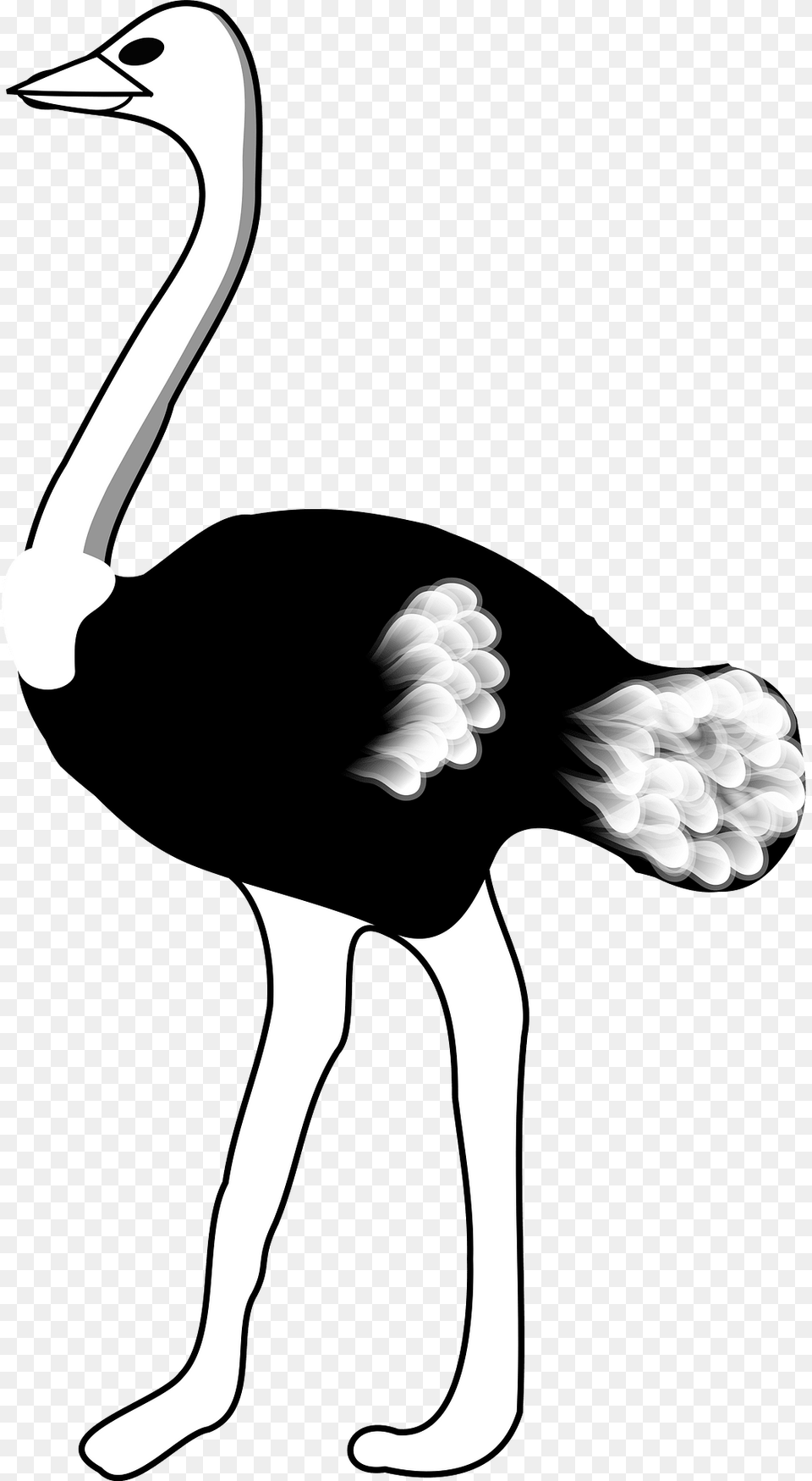 Ostrich Clipart, Animal, Bird, Adult, Female Free Transparent Png