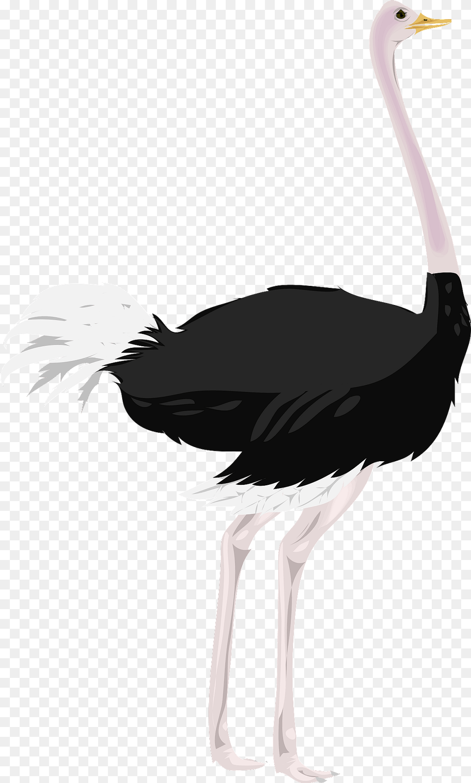 Ostrich Clipart, Animal, Bird, Fish, Sea Life Free Transparent Png