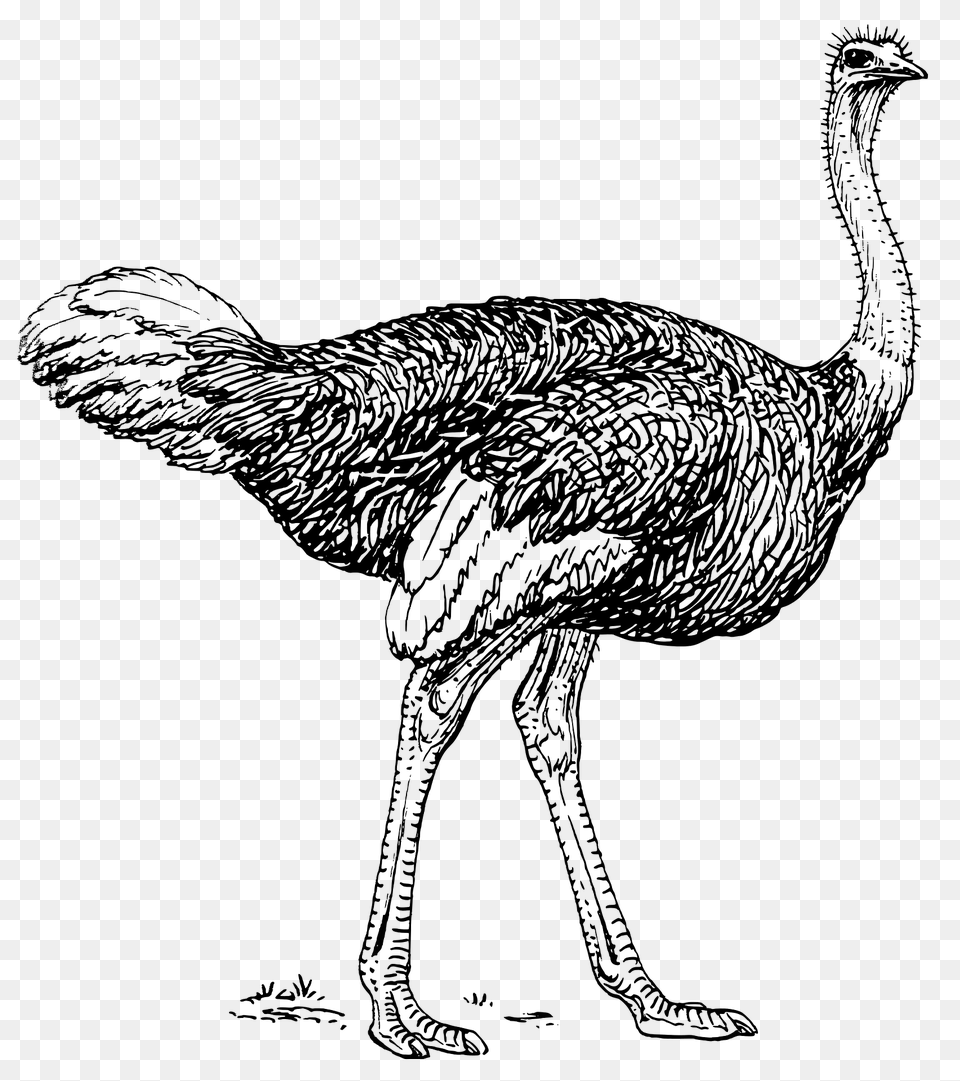 Ostrich Clipart, Animal, Bird, Chicken, Fowl Png Image