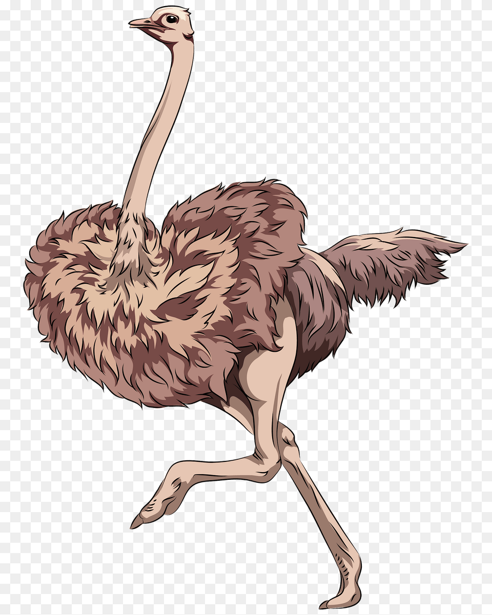 Ostrich Clipart, Animal, Bird, Face, Head Png Image