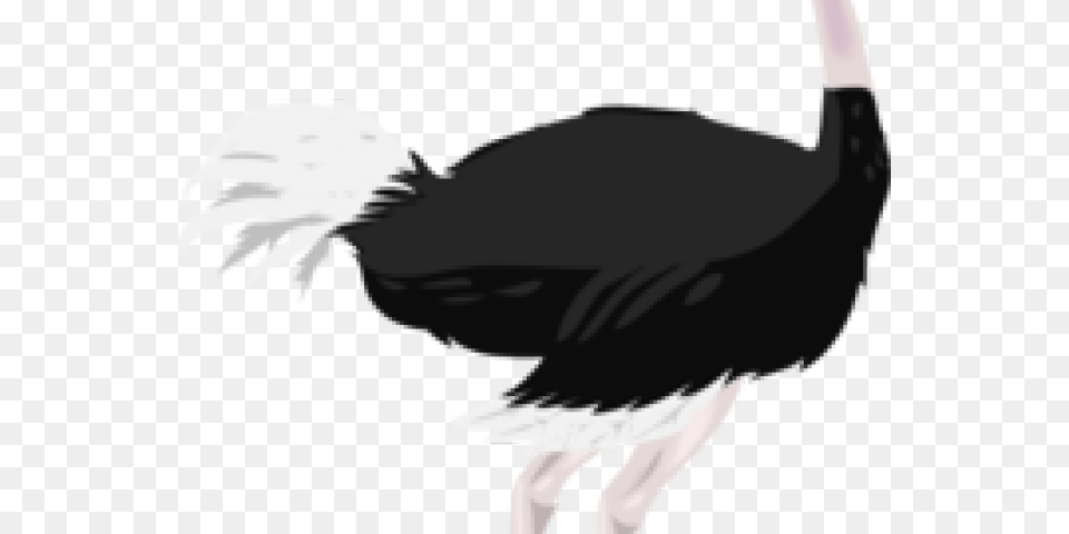 Ostrich Clipart, Animal, Bird, Person Free Png