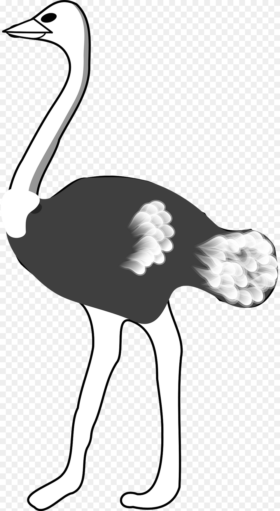 Ostrich Clipart, Animal, Bird, Person Png