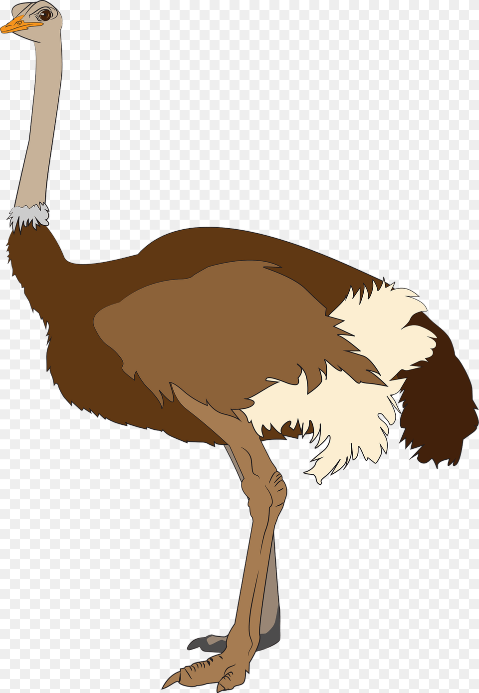 Ostrich Clipart, Animal, Bird, Fish, Sea Life Free Png Download