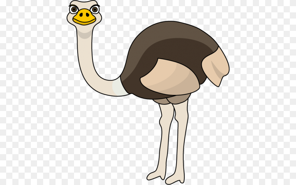 Ostrich Clipart Nice Clip Art, Animal, Bird, Person Png Image