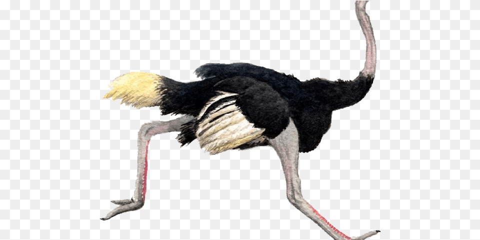 Ostrich Clipart Transparent Ostrich, Animal, Bird, Kangaroo, Mammal Png Image