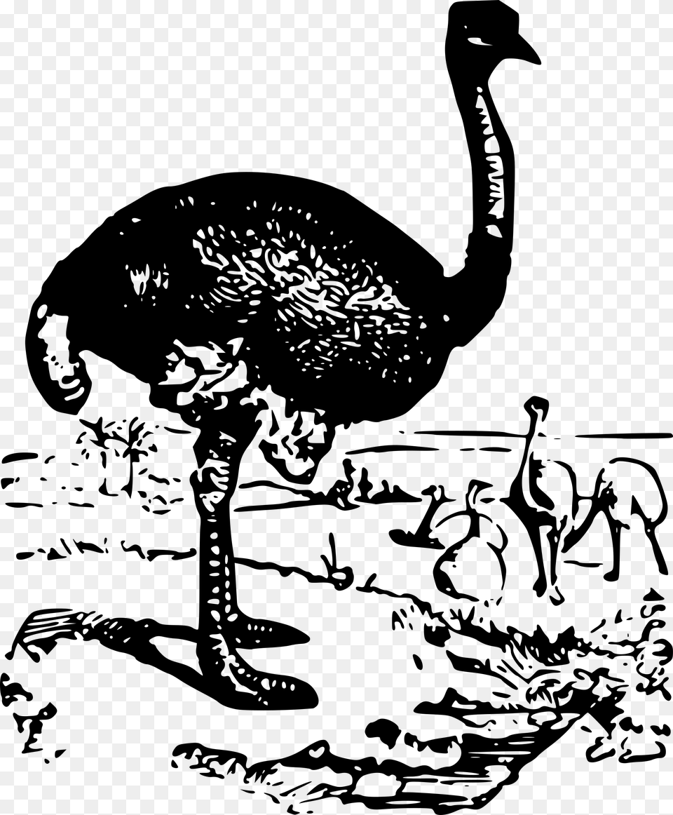 Ostrich Download Ostrich, Gray Free Transparent Png