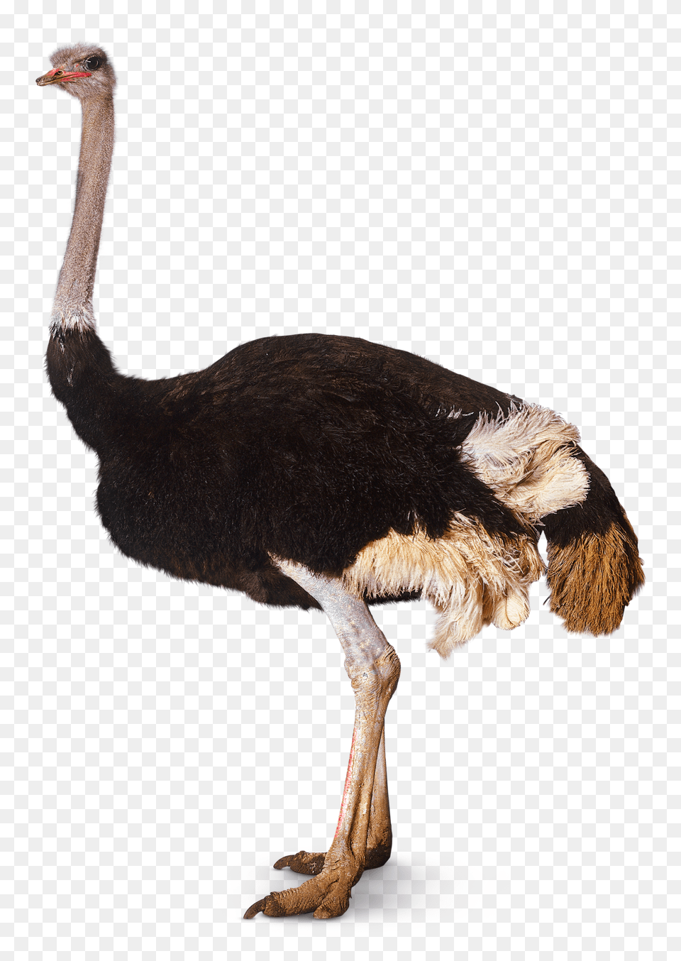 Ostrich Download Transparent Arts, Animal, Bird Png Image