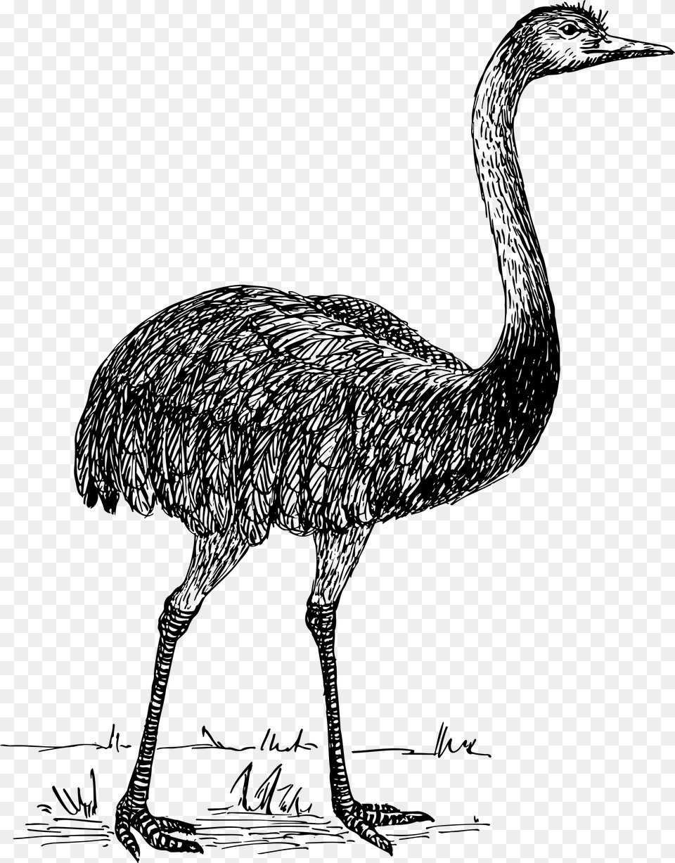 Ostrich Drawing Vintage Vector, Gray Png